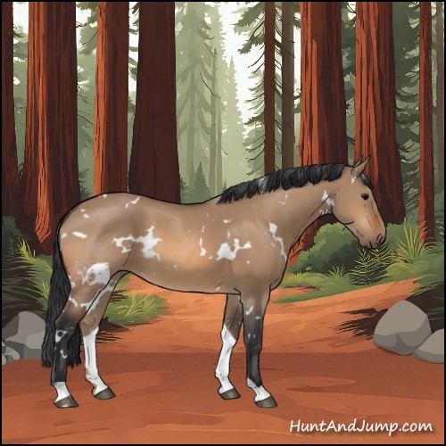 Horse Color:White Spotted Bay Dun 
