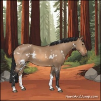 Horse Color:White Spotted Bay Dun 
