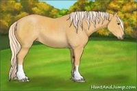 Horse Color:Palomino 