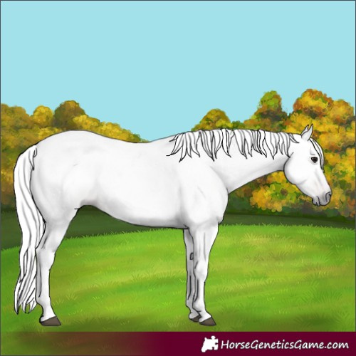 Horse Color:Gray Bay Dun 