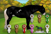 Horse Color:Chestnut Ice Sabino Splash Appaloosa 