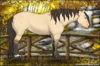 Horse Color:Buckskin Dun Sabino Rabicano 