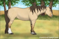 Horse Color:Buckskin Dun Sabino Rabicano 