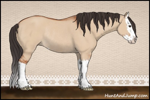 Horse Color:Bay Dun Sabino Splash Rabicano 