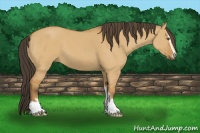 Horse Color:Buckskin Dun Sabino 