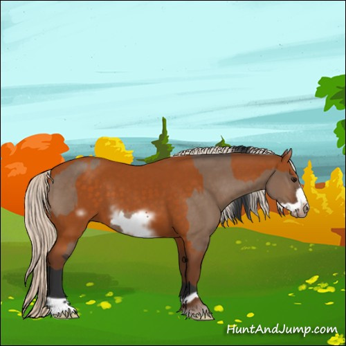 Horse Color:Brown Dun Frame Rabicano and Silver Buckskin Sabino Frame