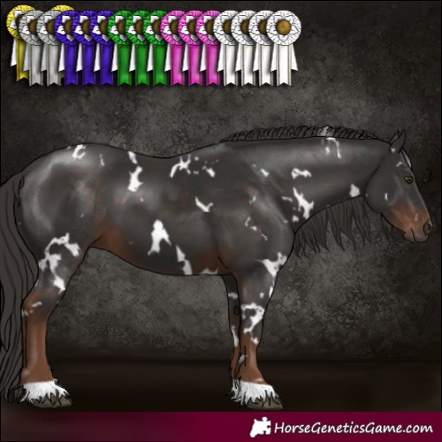 Horse Color:White Spotted Liver Chestnut 
