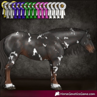 Horse Color:White Spotted Liver Chestnut