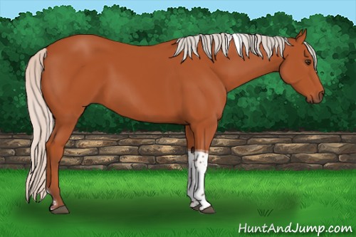 Horse Color:Silver Bay Tobiano Rabicano 