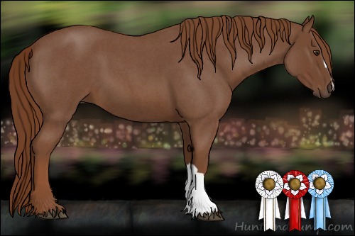 Horse Color:Red Roan 