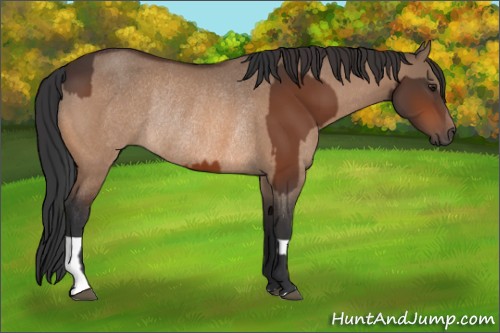 Horse Color:Brown Rabicano and Brown Dun Rabicano