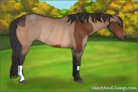 Horse Color:Brown Rabicano and Brown Dun Rabicano