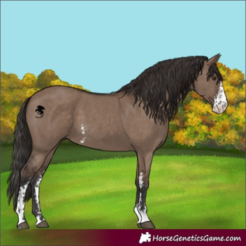 Horse Color:Liver Red Dun Sabino 