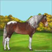 Horse Color:Silver Brown Tobiano Frame Appaloosa Rabicano 