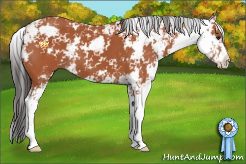 Horse Color:Bay Sabino 