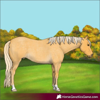 Horse Color:Palomino Roan 