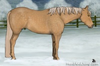 Horse Color:Palomino Roan 