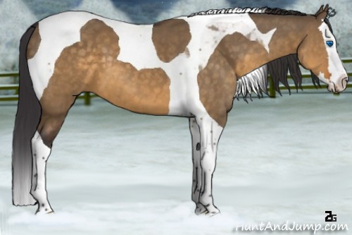 Horse Color:Buckskin Dun Splash Tobiano 