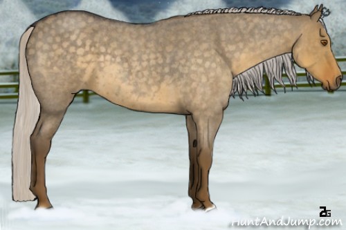 Horse Color:Silver Smoky Grullo Roan 