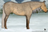 Horse Color:Silver Smoky Grullo Roan 