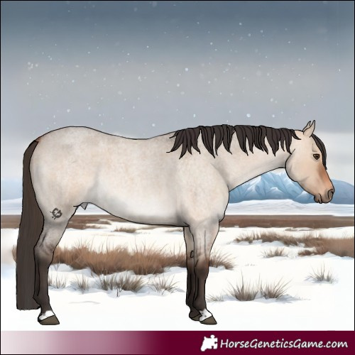 Horse Color:Bay Roan Dun