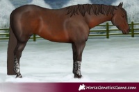 Horse Color:Liver Chestnut Tobiano