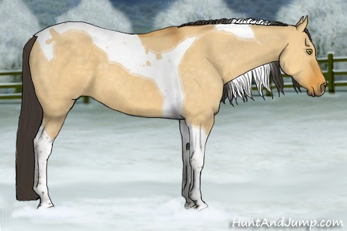 Horse Color:Buckskin Dun Tobiano