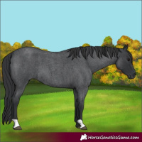 Horse Color:Blue Roan 