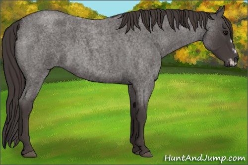 Horse Color:Smoky Blue Roan Frame 