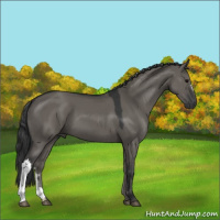 Horse Color:Grullo 