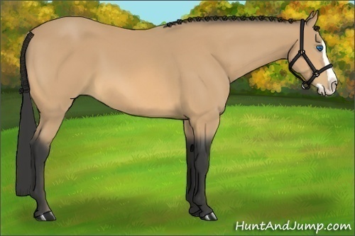 Horse Color:Buckskin Splash 