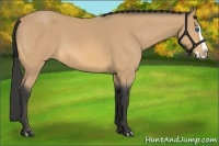 Horse Color:Buckskin Splash 