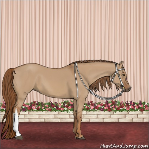 Horse Color:Red Dun 