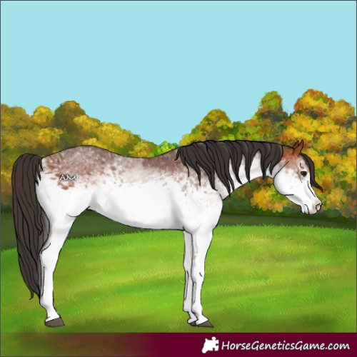 Horse Color:White Spotted Bay Rabicano 