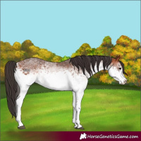 Horse Color:White Spotted Bay Rabicano
