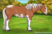 Horse Color:Silver Bay Sabino Tobiano Frame Rabicano 