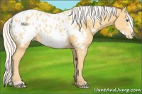 Horse Color:Silver Classic Cream Champagne Sabino Frame Appaloosa Rabicano