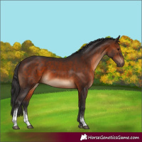 Horse Color:Brown Sabino Tobiano 