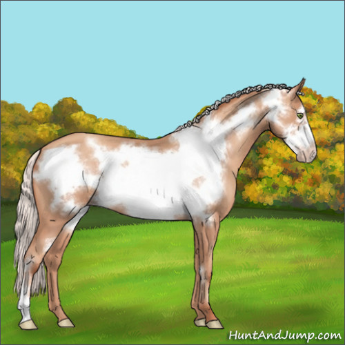 Horse Color:Silver Sable Champagne Frame