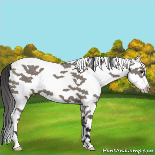 Horse Color:White Spotted Smoky Grullo 