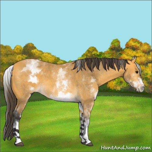 Horse Color:White Spotted Buckskin 