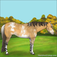 Horse Color:White Spotted Buckskin 