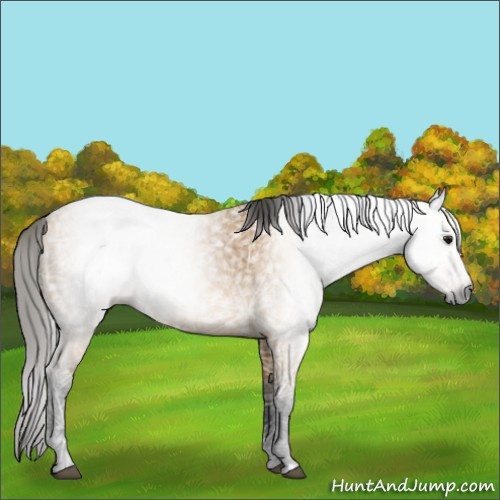 Horse Color:Gray Buckskin Ice 