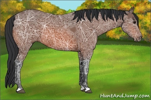 Horse Color:Bay Ice 