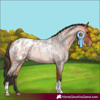 Horse Color:Bay Roan Blanket Rabicano 