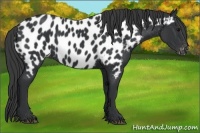 Horse Color:Black Near Leopard 