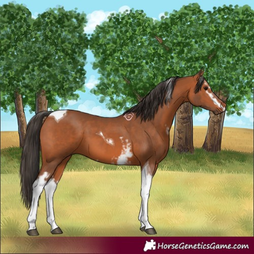 Horse Color:White Spotted Bay Tobiano 