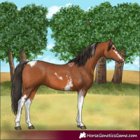 Horse Color:White Spotted Bay Tobiano