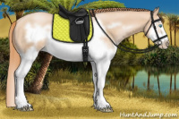 Horse Color:Buckskin Pearl Splash Frame 