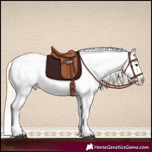 Horse Color:Palomino Tobiano Appaloosa 